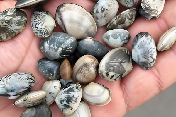 避免花甲死亡的方法,要在水源充足、水质洁净的地方养殖