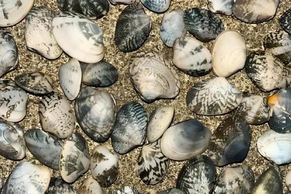 避免花甲死亡的方法,要在水源充足、水质洁净的地方养殖