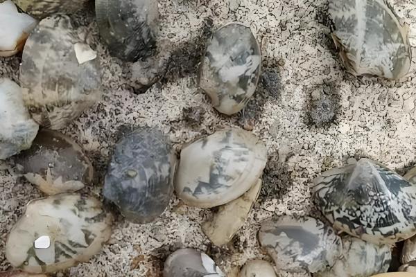 避免花甲死亡的方法,要在水源充足、水质洁净的地方养殖