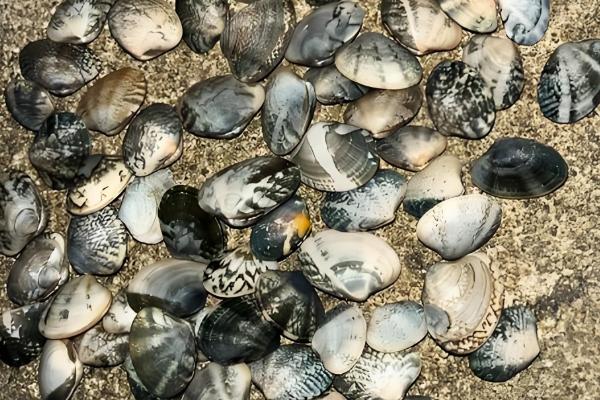 避免花甲死亡的方法,要在水源充足、水质洁净的地方养殖