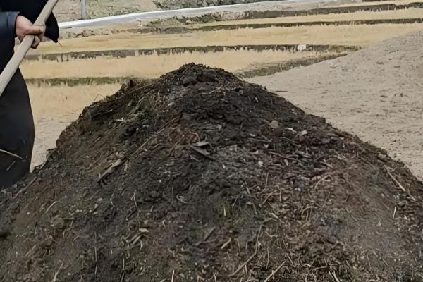 香菜施什么肥可以快速生长，追施氮肥可加快生长速度