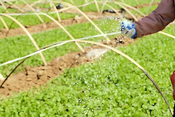 香菜施什么肥可以快速生长，追施氮肥可加快生长速度