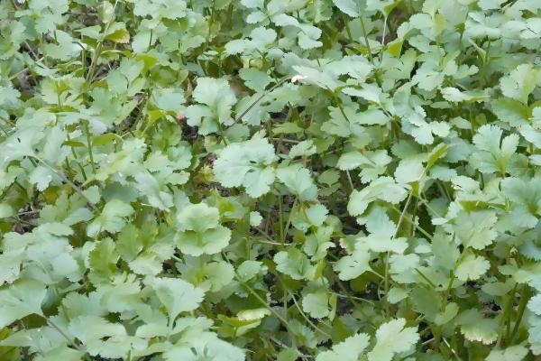 香菜施什么肥可以快速生长，追施氮肥可加快生长速度