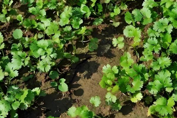 香菜施什么肥可以快速生长，追施氮肥可加快生长速度