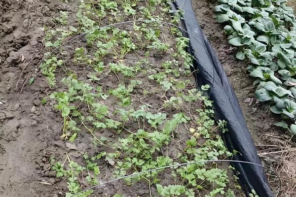 香菜施什么肥可以快速生长，追施氮肥可加快生长速度