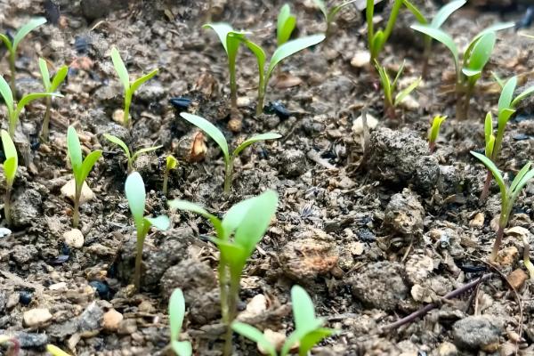 香菜施什么肥可以快速生长，追施氮肥可加快生长速度