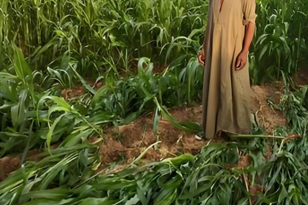 埃及的主产农作物，以小麦、玉米、稻谷等类型为主