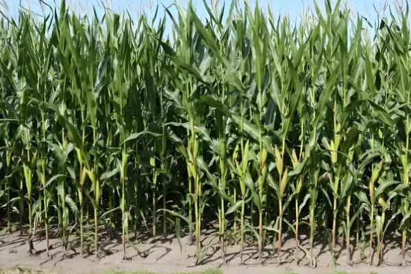 埃及的主产农作物，以小麦、玉米、稻谷等类型为主