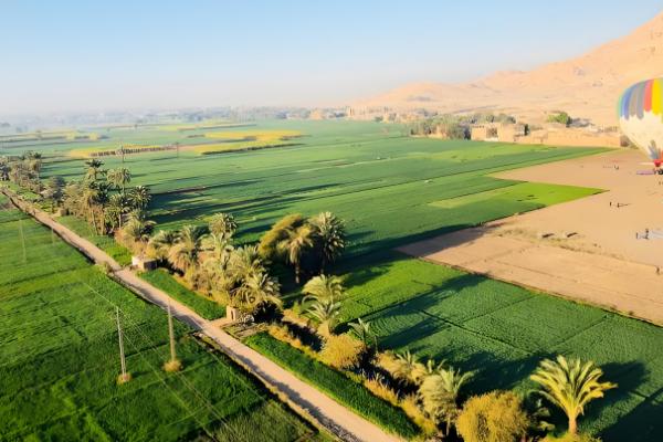 埃及的主产农作物，以小麦、玉米、稻谷等类型为主