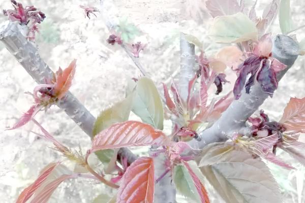 樱花叶子打蔫的原因,可能是水分过多所致