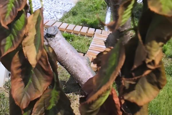 樱花叶子打蔫的原因,可能是水分过多所致