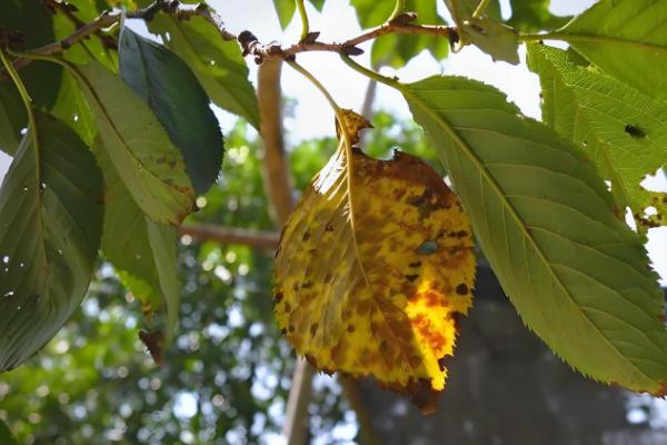 樱花叶子打蔫的原因,可能是水分过多所致