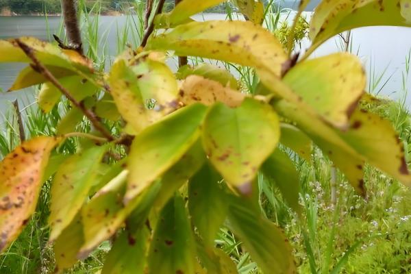 樱花叶子打蔫的原因,可能是水分过多所致