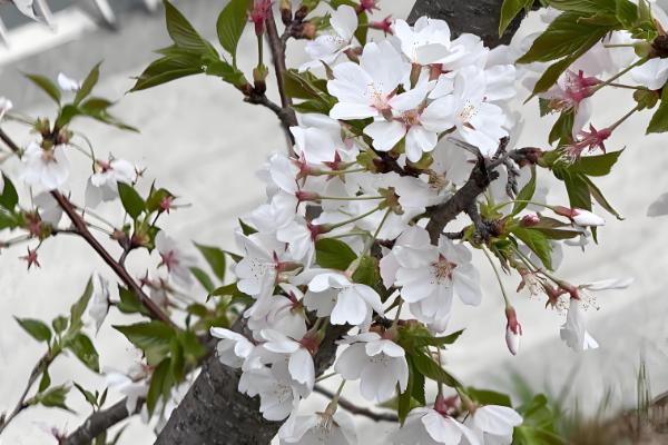 樱花叶子打蔫的原因,可能是水分过多所致