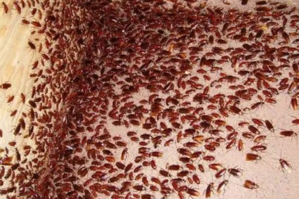 如何人工养殖蟑螂，一般在下午6点左右喂食