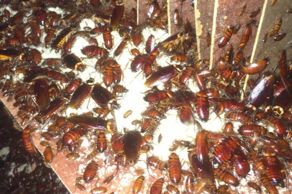 如何人工养殖蟑螂，一般在下午6点左右喂食