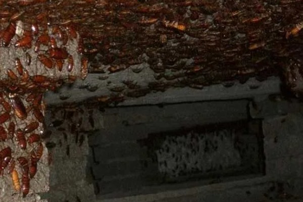 如何人工养殖蟑螂，一般在下午6点左右喂食