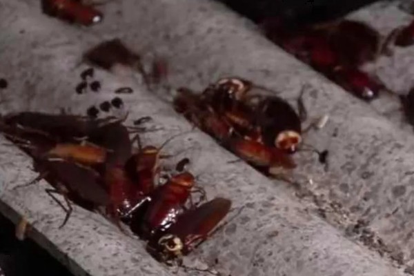 如何人工养殖蟑螂，一般在下午6点左右喂食