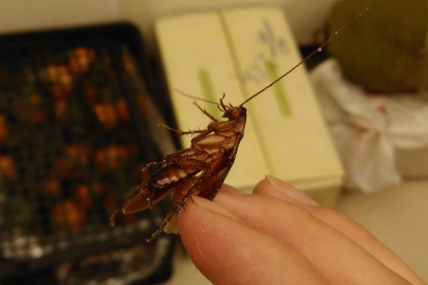 如何人工养殖蟑螂，一般在下午6点左右喂食