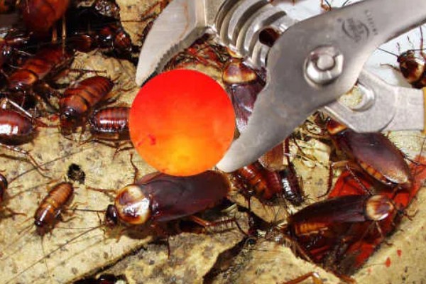 如何人工养殖蟑螂，一般在下午6点左右喂食