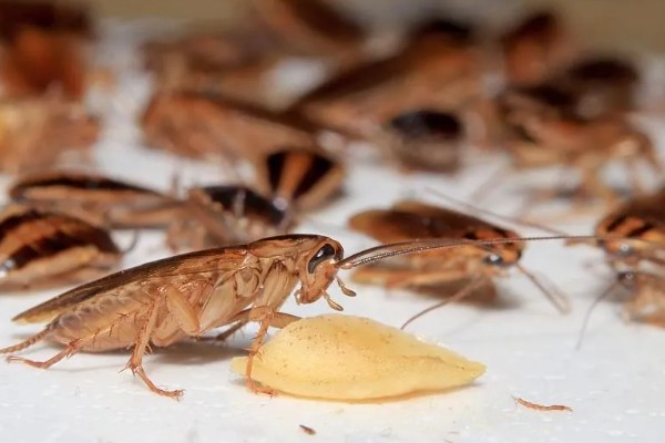 如何人工养殖蟑螂，一般在下午6点左右喂食