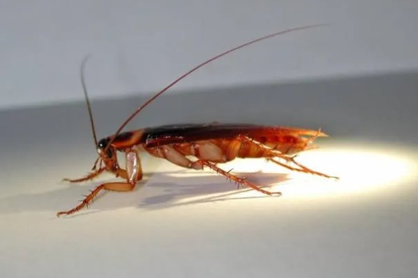 如何人工养殖蟑螂，一般在下午6点左右喂食