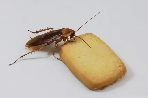 如何人工养殖蟑螂，一般在下午6点左右喂食