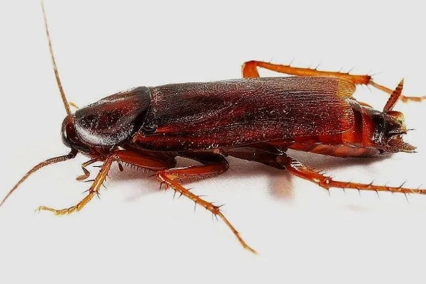 如何人工养殖蟑螂，一般在下午6点左右喂食