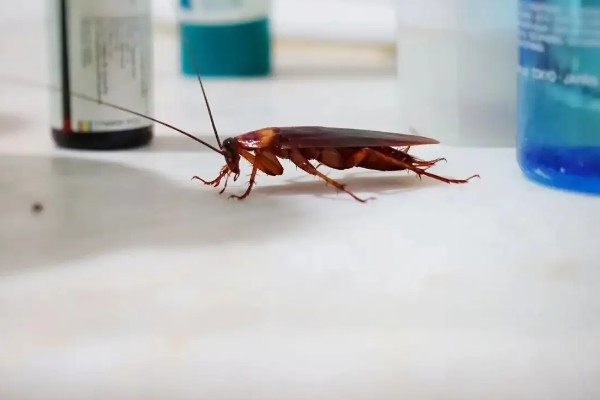 如何人工养殖蟑螂，一般在下午6点左右喂食