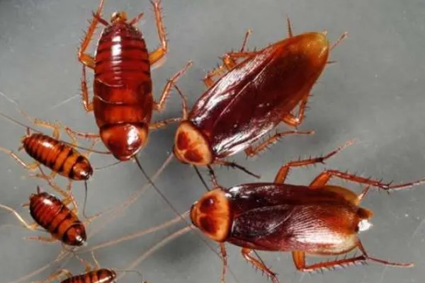 如何人工养殖蟑螂，一般在下午6点左右喂食