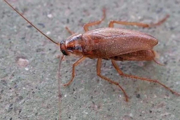 如何人工养殖蟑螂，一般在下午6点左右喂食