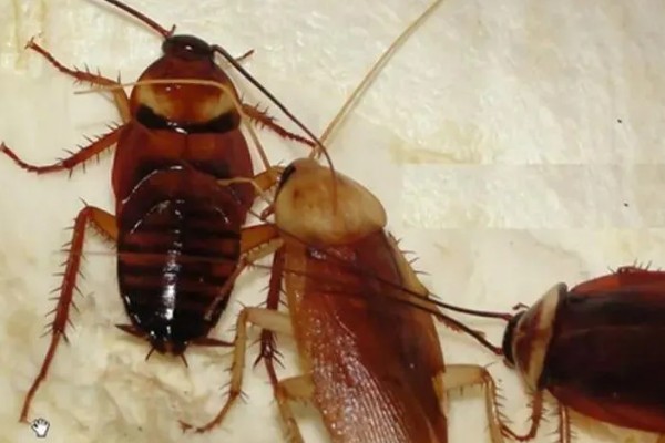 如何人工养殖蟑螂，一般在下午6点左右喂食