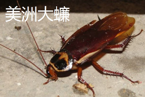 如何人工养殖蟑螂，一般在下午6点左右喂食