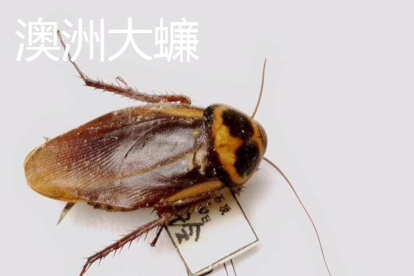 如何人工养殖蟑螂，一般在下午6点左右喂食