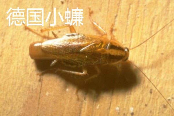 如何人工养殖蟑螂，一般在下午6点左右喂食