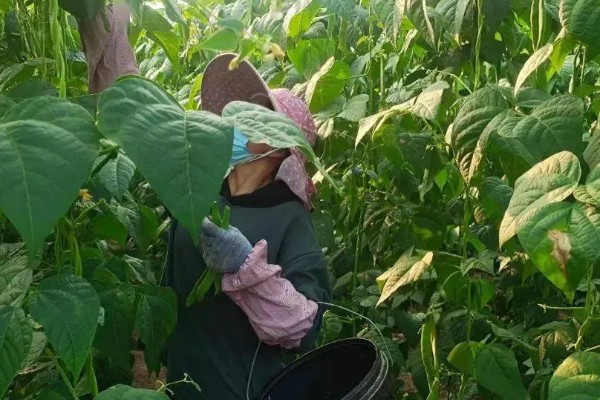 芸豆怎样才能开花多，主蔓生长到1.5-2m时给主枝摘心