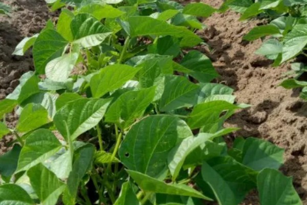 芸豆怎样才能开花多，主蔓生长到1.5-2m时给主枝摘心