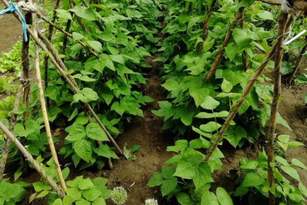 芸豆怎样才能开花多，主蔓生长到1.5-2m时给主枝摘心