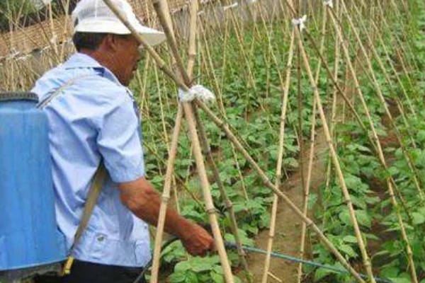 芸豆怎样才能开花多，主蔓生长到1.5-2m时给主枝摘心