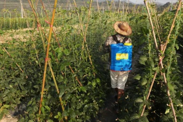 芸豆怎样才能开花多，主蔓生长到1.5-2m时给主枝摘心