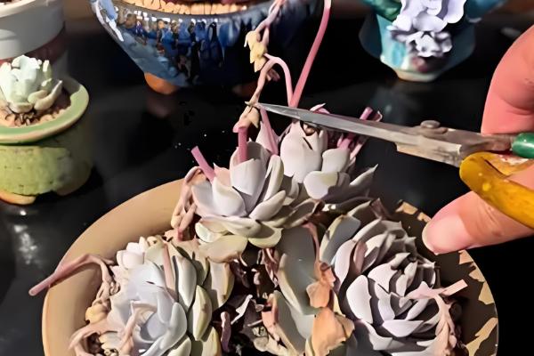 多肉开花后如何处理，可以直接把花剑剪掉