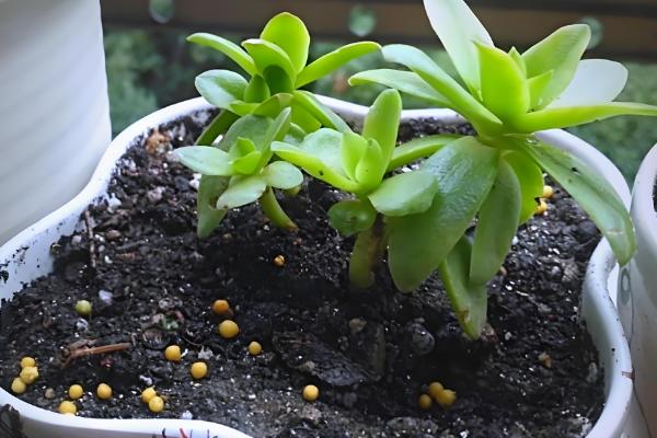 多肉开花后如何处理，可以直接把花剑剪掉