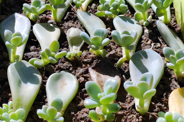 多肉开花后如何处理，可以直接把花剑剪掉