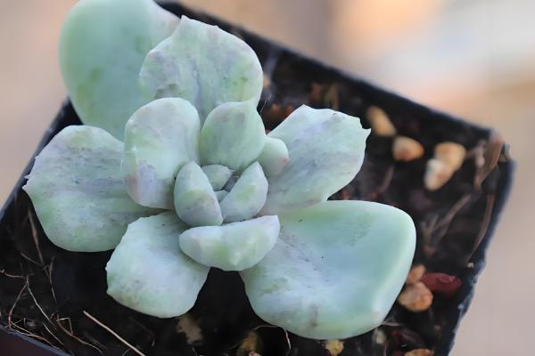 多肉开花后如何处理，可以直接把花剑剪掉