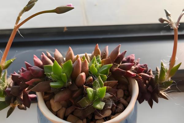 多肉开花后如何处理，可以直接把花剑剪掉