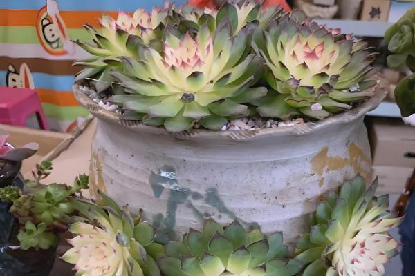 多肉开花后如何处理，可以直接把花剑剪掉