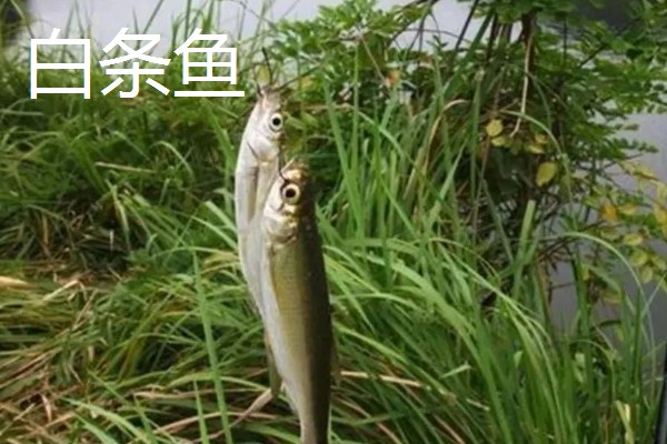 0.8号主线搭配几号浮漂,与吃铅量为0.9-1.5克的浮漂一起使用