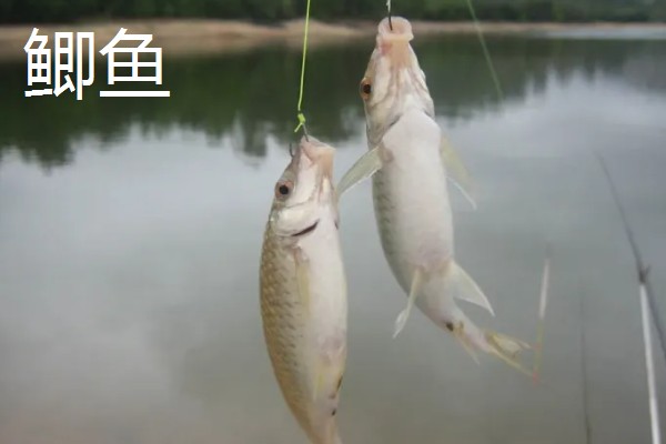 0.8号主线搭配几号浮漂,与吃铅量为0.9-1.5克的浮漂一起使用