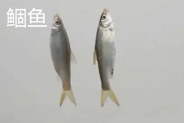 0.8号主线搭配几号浮漂,与吃铅量为0.9-1.5克的浮漂一起使用