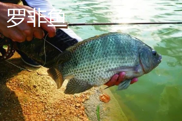 0.8号主线搭配几号浮漂,与吃铅量为0.9-1.5克的浮漂一起使用